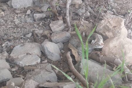 بازگشت دو توله‌پلنگ‌ به مادر با تلاش شبانه‌روزی محیط‌بانان ایذه